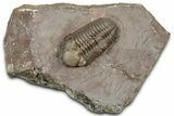 Bargain, Austerops Trilobite - Jorf, Morocco #328582-5